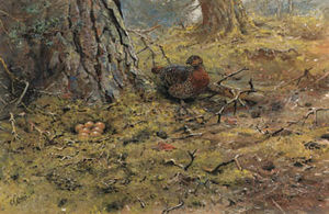 Eine Henne capercailie mit ihrem Nest