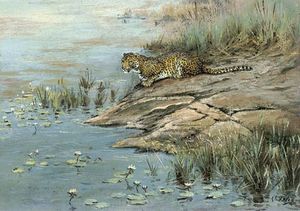 Un leopardo por la orilla del agua