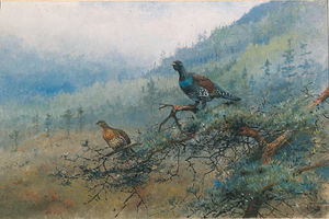 Una coppia di gallo cedrone in un paesaggio scozzese; e germano reale su uno stagno