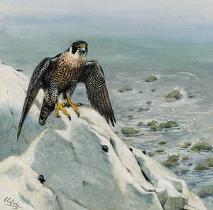 A peregrine falcon on a cliff