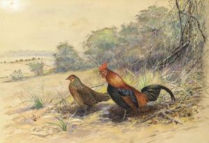 Coq et poule dans un paysage