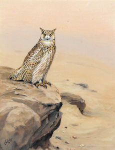 Eagle owl on a rock