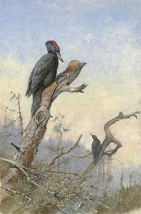 Great black woodpecker