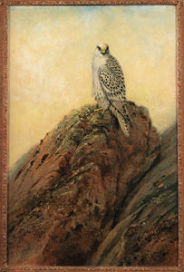 Gyr falcon