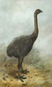 モア（megalapteryxのhuttoni）
