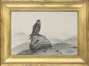 Le faucon pèlerin sur un éperon rocheux