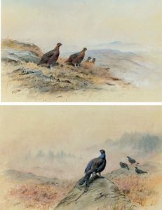 Red grouse on a rocky hillside; and blackcock on a rocky outcrop