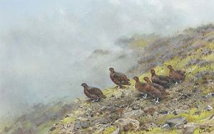 Red grouse on a scottish moor