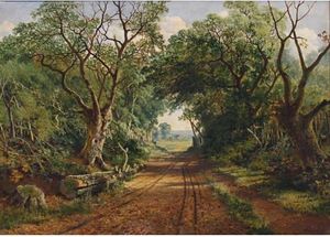 A wooded country lane