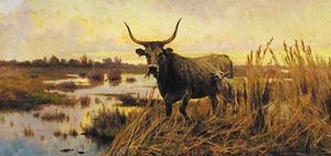 Water Buffalo dans la campagne romaine