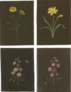 A group of four flower studies, including a daffodil and a marigold