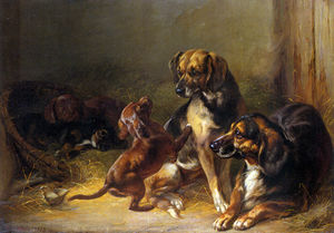 Cani e Cuccioli