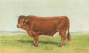 リムーザン牛