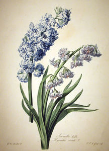 Double hyacinth