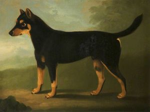 Un chien avec Dark Tan Tan et pâle marques avec un masque Comme Marquage sur son visage, dans un paysage