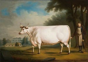Nannau的白牛
