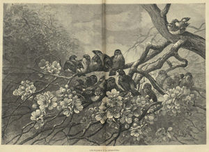 Published in (1883.)