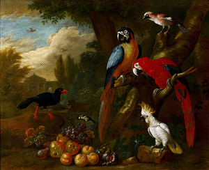 Zwei Aras, ein Cockatoo und Jay, mit Obst