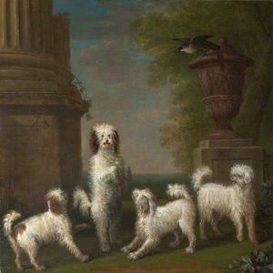 Cani Dancing Lusette , Madore , Rosette e Moucheby