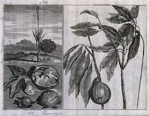 Fruits from the East Indies, including piek