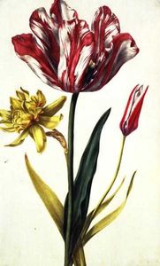 Daffodil and tulip