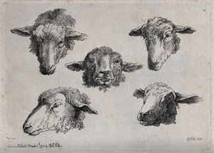 La cabeza de una oveja