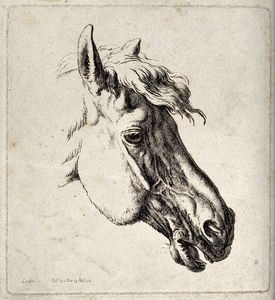 Kopf eines Pferdes