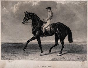 Ein Rennpferd mit Jockey