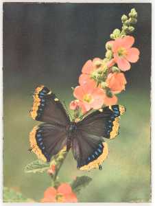 Untitled (butterfly on flower stalk)