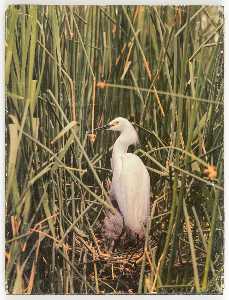 Untitled (egret in nest with young)
