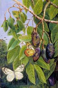 Follaje y De la fruta el kenari asícomo Mariposa , Java
