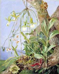 Jamaïquain Orchidées Croissante une Branche de le calabash Arbre