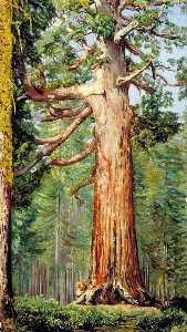 The 'Great Grisly' Big Tree of the Mariposa Grove