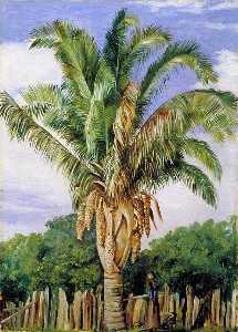 indian palm bei sette , Lagoa , Brasilien