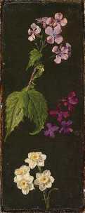 花研究 的 水仙 , 紫罗兰 和meadowfoam