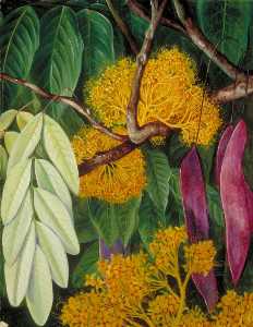 Foliage, Flowers and Fruit of a Malayan Tree