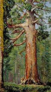 The 'Great Grisly' Big Tree of the Mariposa Grove