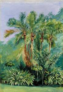 Group of Small Palms, Rio Janeiro, Brazil