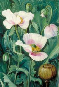 Feuillage , Fleurs et Graine Navire de l'opium Pavot