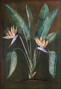Strelitzia, a South African Plant