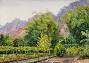 Blick in Herr Morit's Garden bei Petropolis , Brasilien