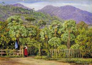 木瓜 树 在 Gongo , 巴西