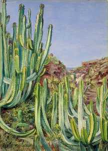 Ein kaktus wie pflanze wächst Nähe das meer in teneriffa