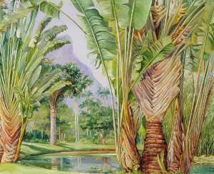 Study of the Traveller's Tree of Madagascar in the Botanic Garden of Rio, Brazil