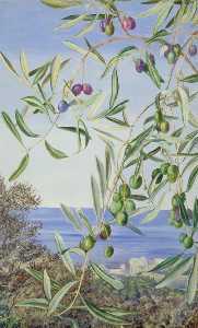Study of Olives, Painted in Italy