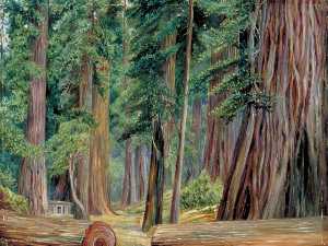 Under the Redwood Trees at Goerneville, California