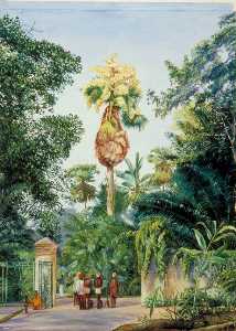 talipot palm in der nähe des botanischen Garten , Peradeniya , Ceylon
