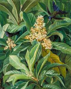 Foliage and Flowers of the Loquat or Japanese Medlar