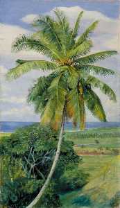 Study of Cocoanut Palm