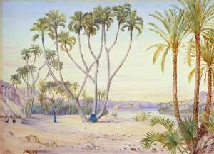 doum和date palms on 尼罗河 以上 菲莱 , 埃及